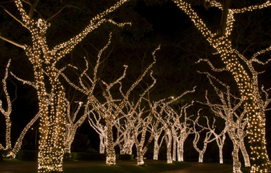 rope light around tree